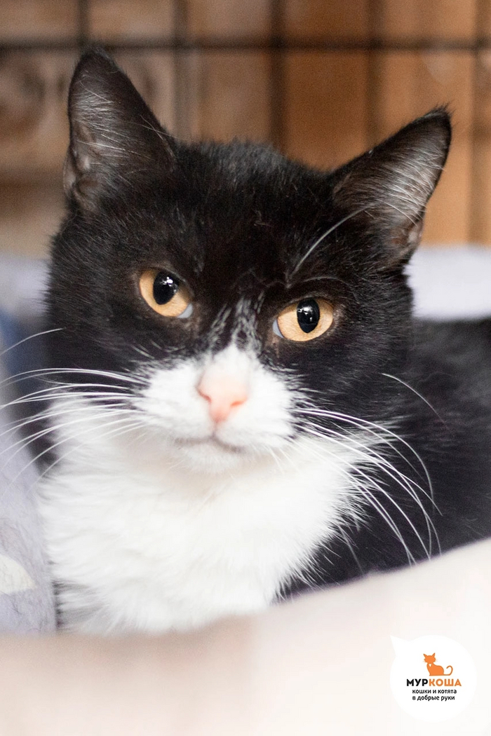 Кошечка ЛАМЕЛИЯ спасена с улицы, была на передержке, затем приехала к нам в поисках дома.