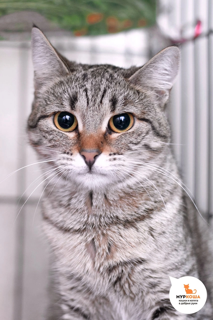 Кошечка ЛОВИТА найдена на дереве. Может показаться вначале, что малышка чем-то недовольна, но стоит её погладить, и это совсем другая кошечка – добрая и ласковая!