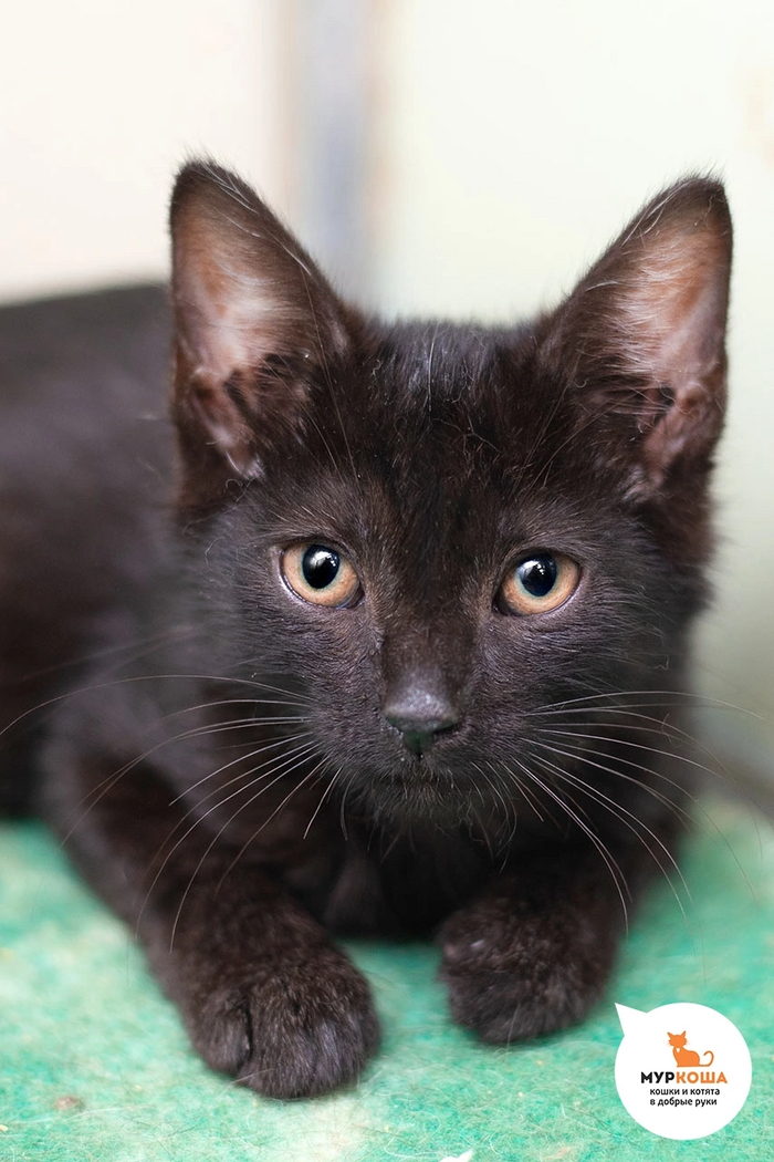 Маленький котик МУМБАЙ жил на территории предприятия с мамой и 3 братьями. Сейчас он у нас, ждет своего человека.