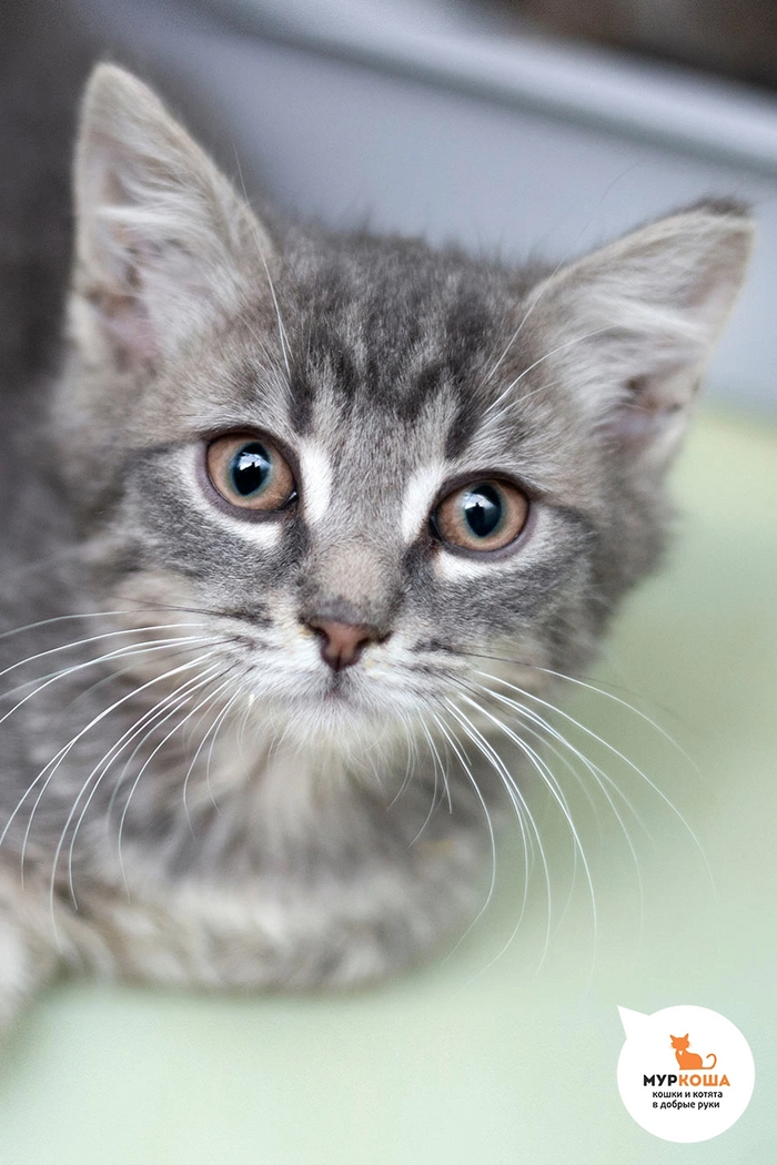 Маленький котик СИДНЕЙ жил на территории предприятия с мамой и 3 братьями. Сейчас он у нас, ждет своего человека.