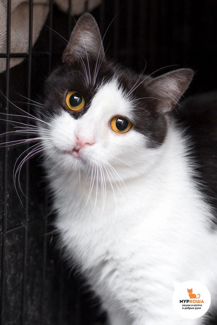 Котик ДОМИНО спасен с дач. Малыш спокойный и любознательный.