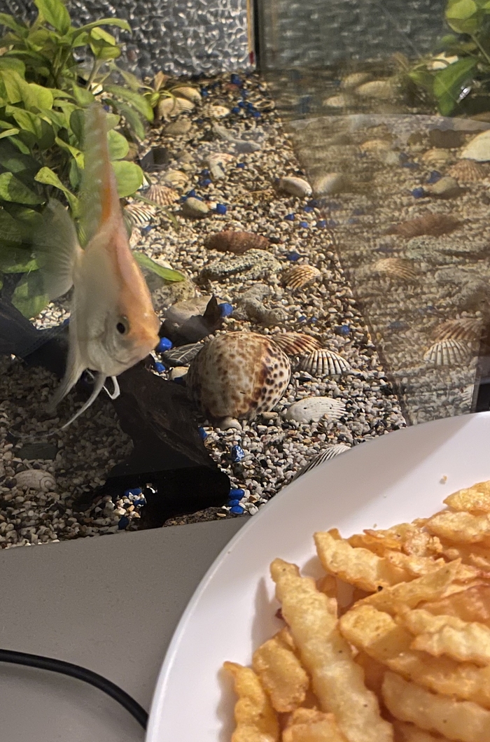 Fish and chips , ,  , ,  