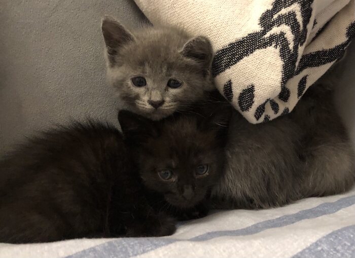 Уже искупала с противоблошиным шампунем