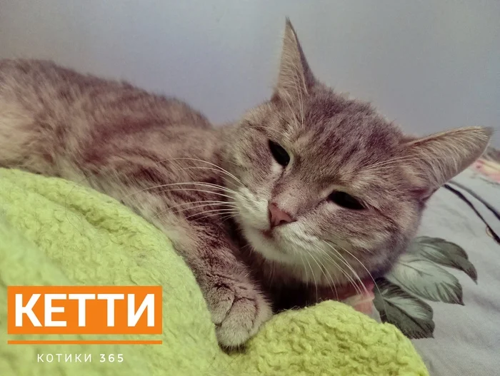 Ketty 08/14/2024 - Pet the cat, Homeless animals, Shelter, cat, Cat lovers, Longpost