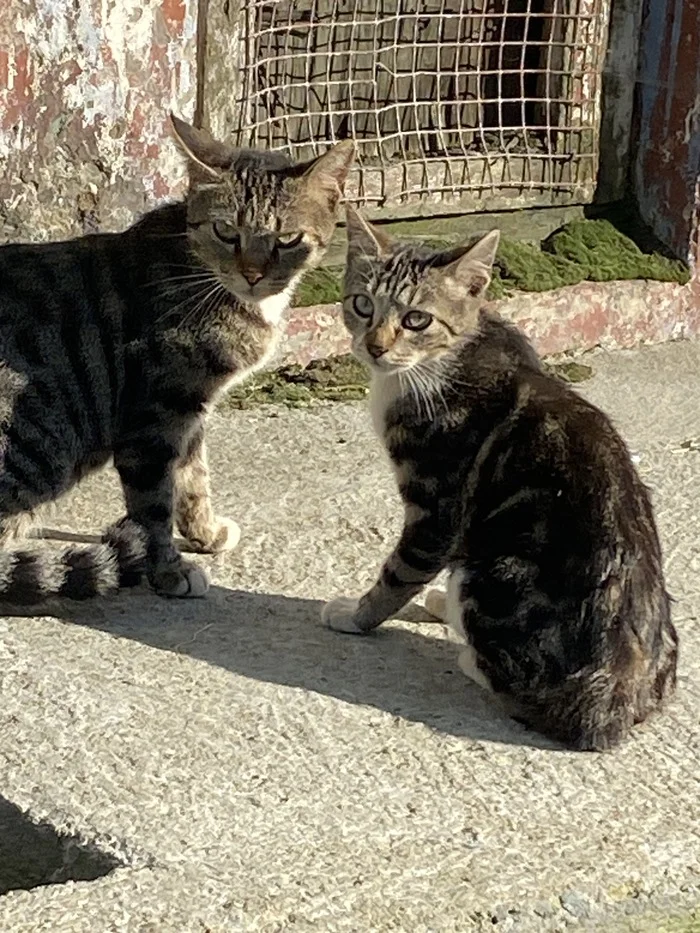 Is this a cat and a cat? (I don't understand well at first glance) - cat, Milota