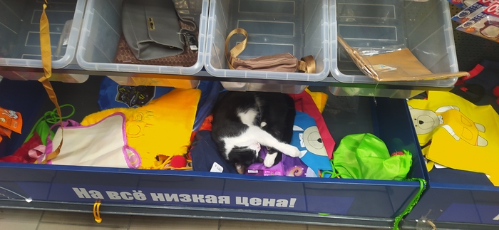 Котики по низкой цене