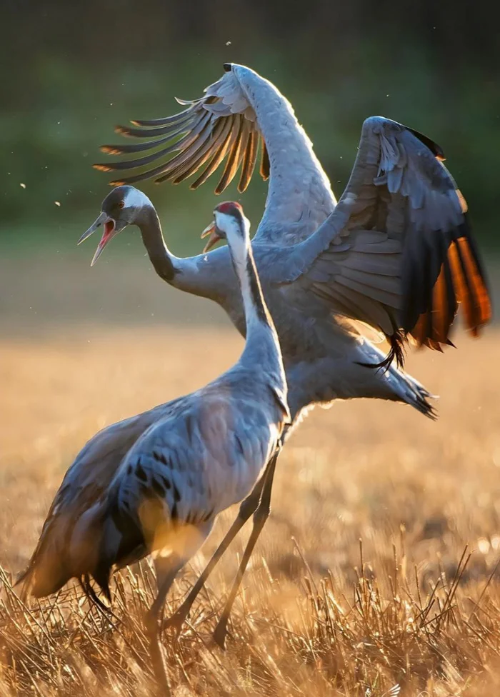 Handsome guys - beauty, The photo, Nature, wildlife, Beautiful view, Cranes, Birds