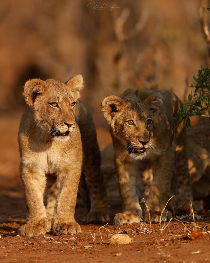 Любопытные львята