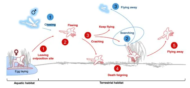 Some species of dragonflies feign sudden death to avoid mating with males. - The science, Biology, Research, Evolution, Scientists, Insects, Pairing, Sex, Telegram (link)