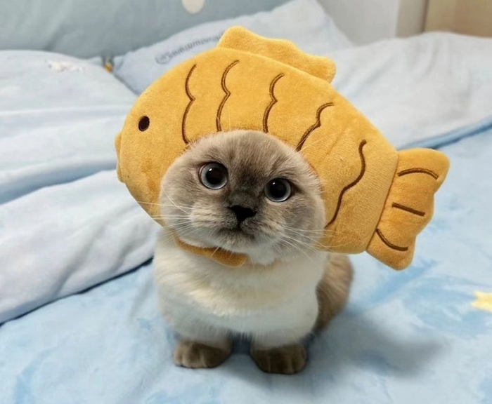 Чей-то милый котик =)