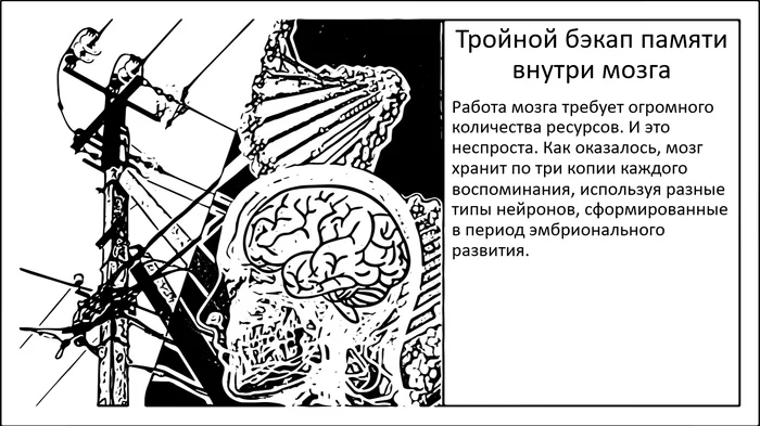 Бэкап памяти. Наш мозг хранит по 3 копии каждого воспоминания - Моё, Мозг, Научпоп, Исследования, Наука, Эксперимент, Память, ПТСР, Стресс, Воспоминания, Длиннопост