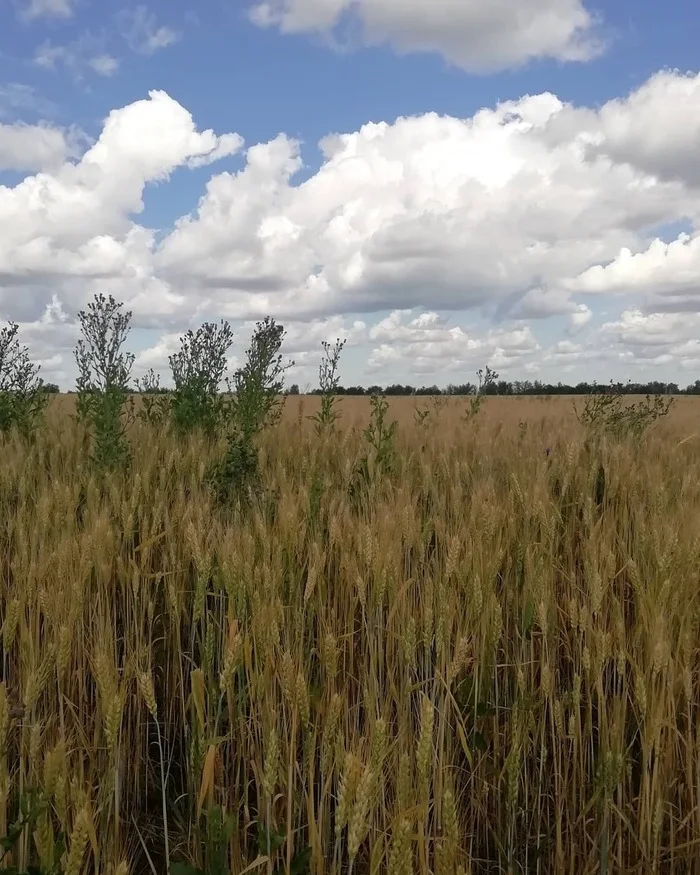 Field - My, Field, The photo, Nature, beauty, Mobile photography, View, Beautiful view