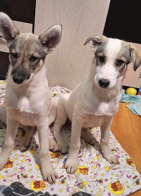 Moscow and Moscow Region: Adorable puppies, a boy and a girl in good hands - In good hands, Homeless animals, Puppies, Overexposure, Dog, Moscow, No rating, Is free, Moscow region, Longpost