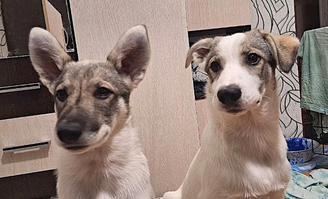 Moscow and Moscow Region: Adorable puppies, a boy and a girl in good hands - In good hands, Homeless animals, Puppies, Overexposure, Dog, Moscow, No rating, Is free, Moscow region, Longpost