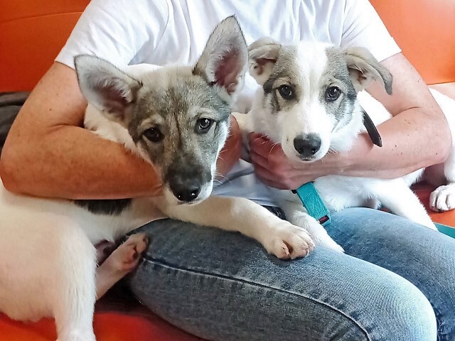 Moscow and Moscow Region: Adorable puppies, a boy and a girl in good hands - In good hands, Homeless animals, Puppies, Overexposure, Dog, Moscow, No rating, Is free, Moscow region, Longpost