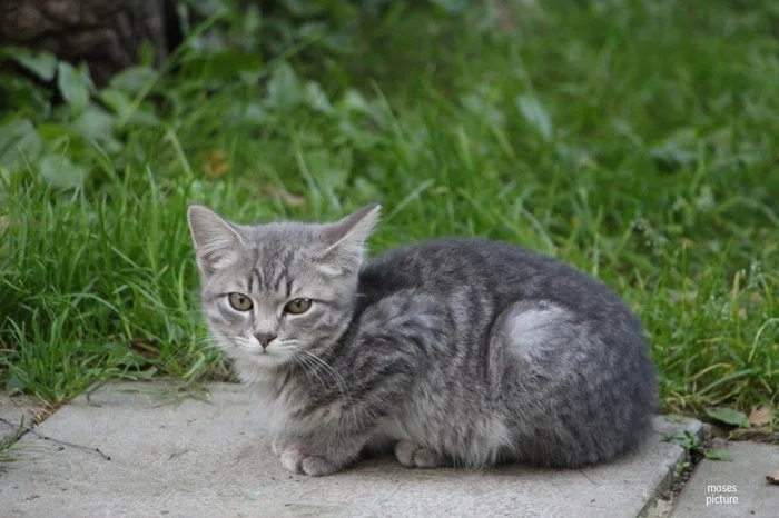 У нас на даче довольно много котов ходят, вот некоторые из них: - Моё, Кот, Лето, Красота, Милота, Фотография, Дача