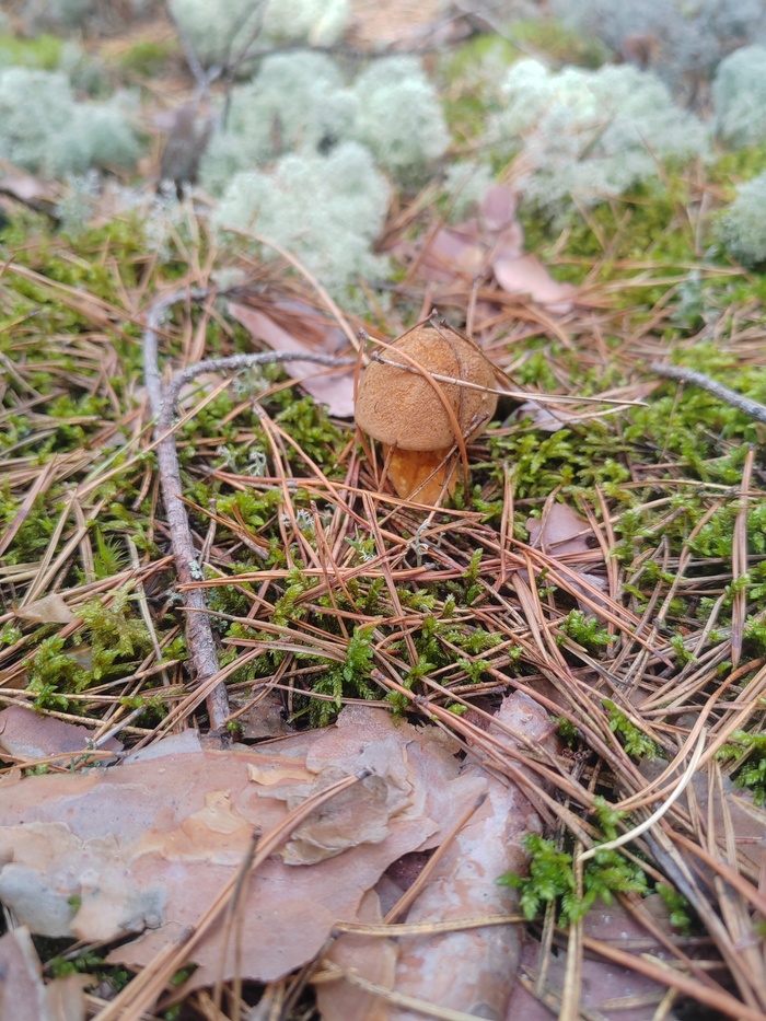 Моховик. Похож на маслёнок. Только возьни с ним меньше.