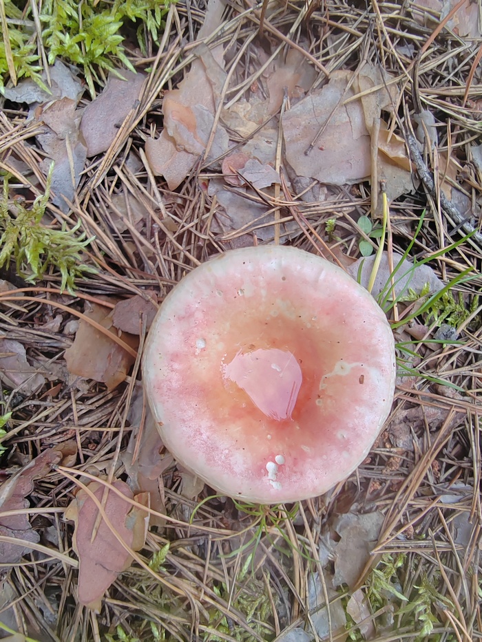 Лесная чаша Грааля) Сыроежки. Не знаю никого из своего населённого пункта кто бы брал их.