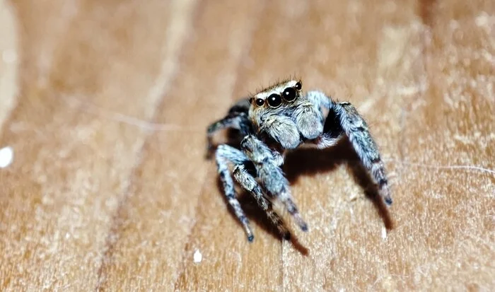 Jumping spider - My, Mobile photography, Jumping spider, Spider, Milota