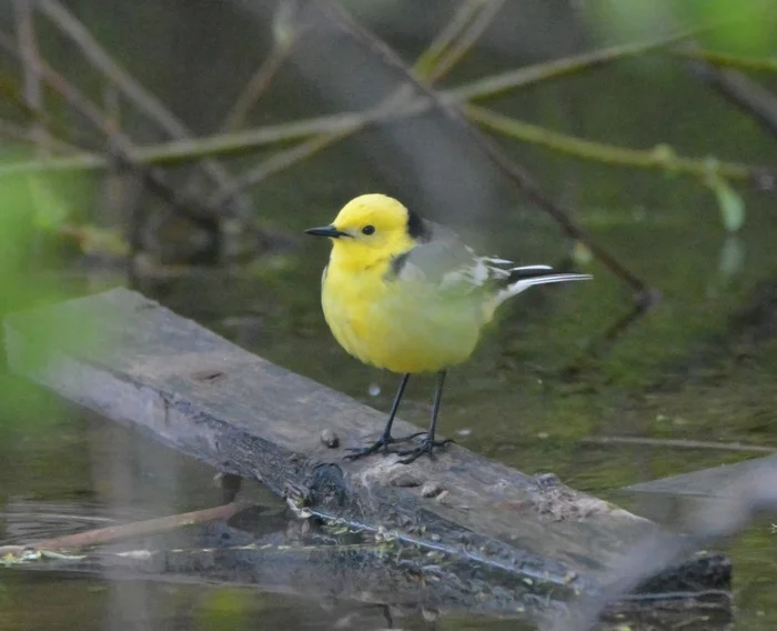 Yellow-headed wagtail - My, The nature of Russia, Birds, The photo, Ornithology, Photo hunting