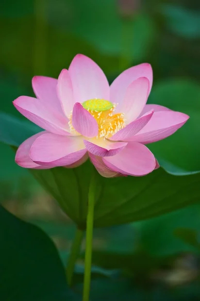 Beauty in the Amur region: lotus blossoms - Lotus, Flowers, Bloom, Nature, Amur region, Longpost, The photo