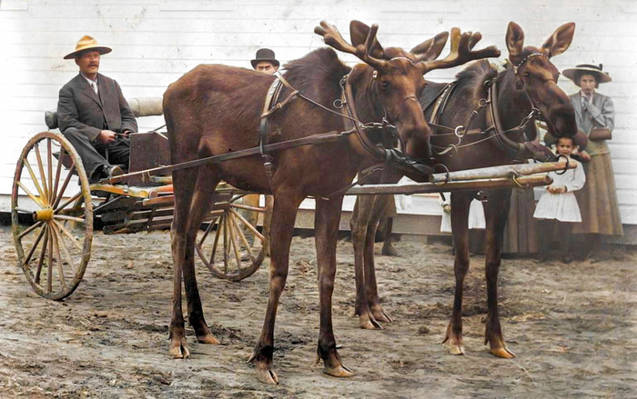 Подборка фотографий из прошлого, которые заставляют удивиться. 20 раскрашенных фотографий из XIX-ХХ века. Часть VII Историческое фото, Старое фото, Фотография, 20 век, Колоризация, Длиннопост