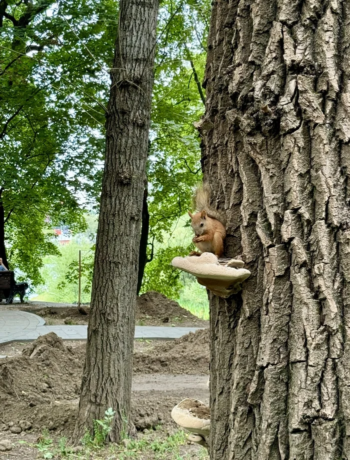 Squirrels in Lefortovo Park - My, Moscow, Animals, Squirrel, Mobile photography, The park, Longpost, The photo