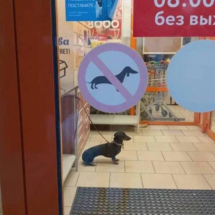 Маленький нарушитель