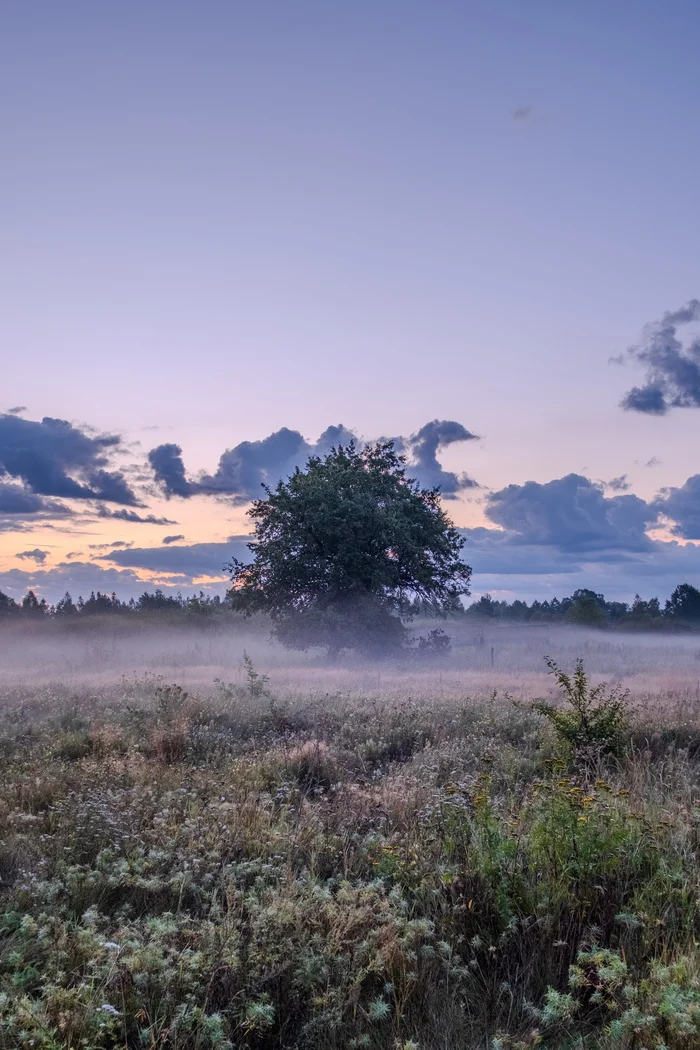 In the morning - My, The photo, Fujifilm, Republic of Belarus, Marshy woodlands