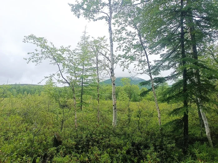 Sakhalin - My, Forest, Sakhalin, Travels, Travel across Russia