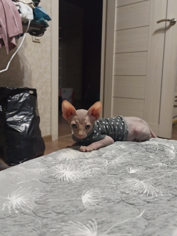 ����������, ������� ���� ����� 