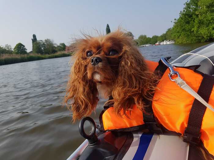 How do you like the captain of the ship? - My, Cavalier king charles spaniel, Dog, Inflatable boat