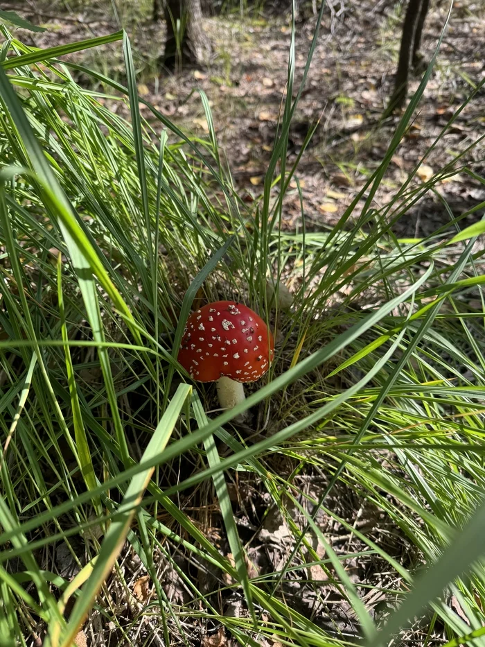 Fly agarics, fly agarics, fly agaric vegetables! - Mushrooms, Fly agaric, Forest, Longpost