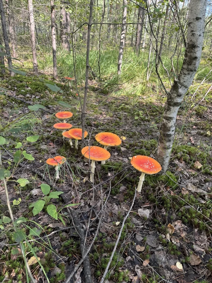 Fly agarics, fly agarics, fly agaric vegetables! - Mushrooms, Fly agaric, Forest, Longpost