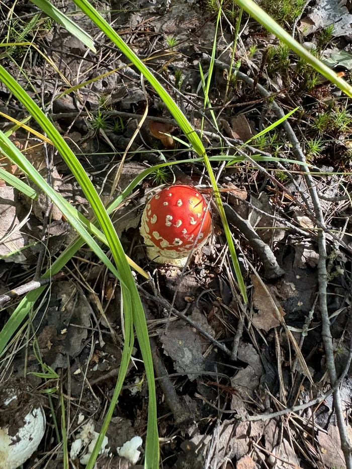 Fly agarics, fly agarics, fly agaric vegetables! - Mushrooms, Fly agaric, Forest, Longpost
