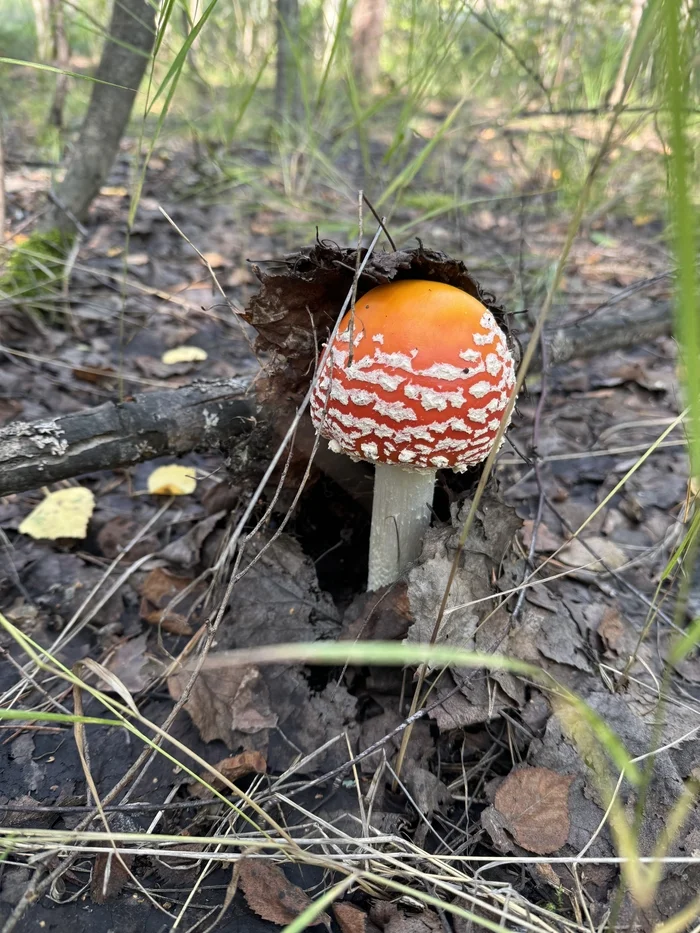 Fly agarics, fly agarics, fly agaric vegetables! - Mushrooms, Fly agaric, Forest, Longpost