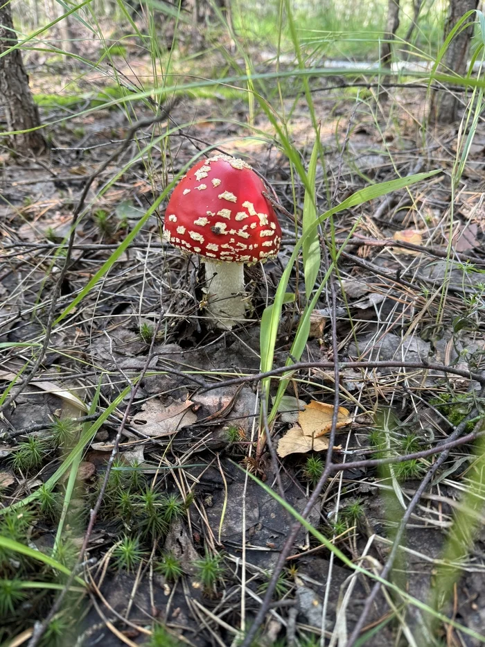 Fly agarics, fly agarics, fly agaric vegetables! - Mushrooms, Fly agaric, Forest, Longpost