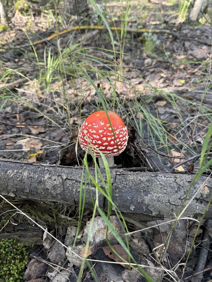 Fly agarics, fly agarics, fly agaric vegetables! - Mushrooms, Fly agaric, Forest, Longpost