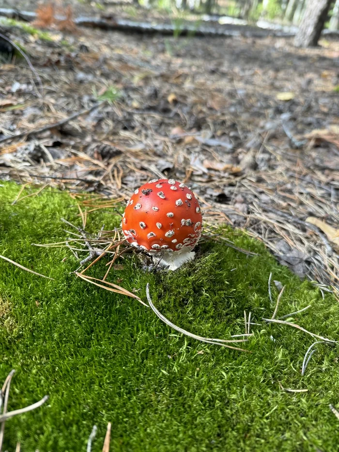 Fly agarics, fly agarics, fly agaric vegetables! - Mushrooms, Fly agaric, Forest, Longpost