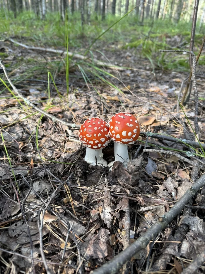 Fly agarics, fly agarics, fly agaric vegetables! - Mushrooms, Fly agaric, Forest, Longpost