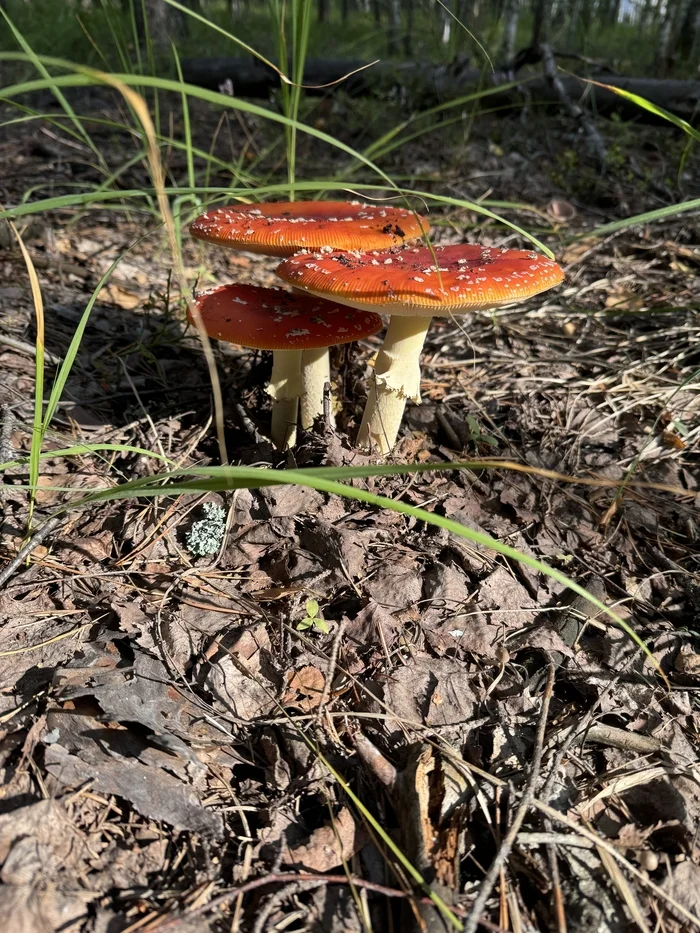 Fly agarics, fly agarics, fly agaric vegetables! - Mushrooms, Fly agaric, Forest, Longpost