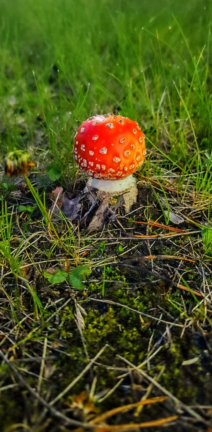 fly agaric - My, Fly agaric, Nature, Mobile photography