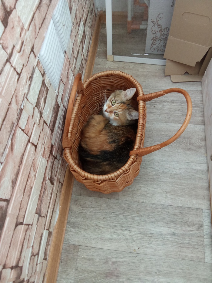 Не коробка, но сойдет)