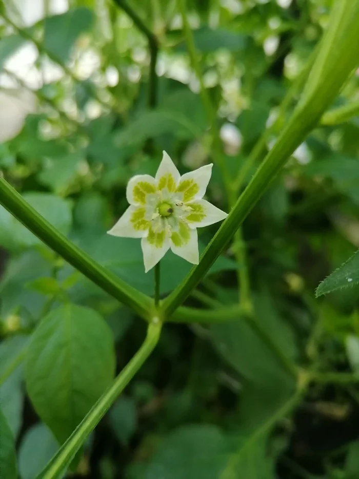 Harvest 2024. Hot peppers - My, Ural, The photo, Yekaterinburg, Garden, Hot peppers, Habanero, Harvest, Greenhouse, Longpost