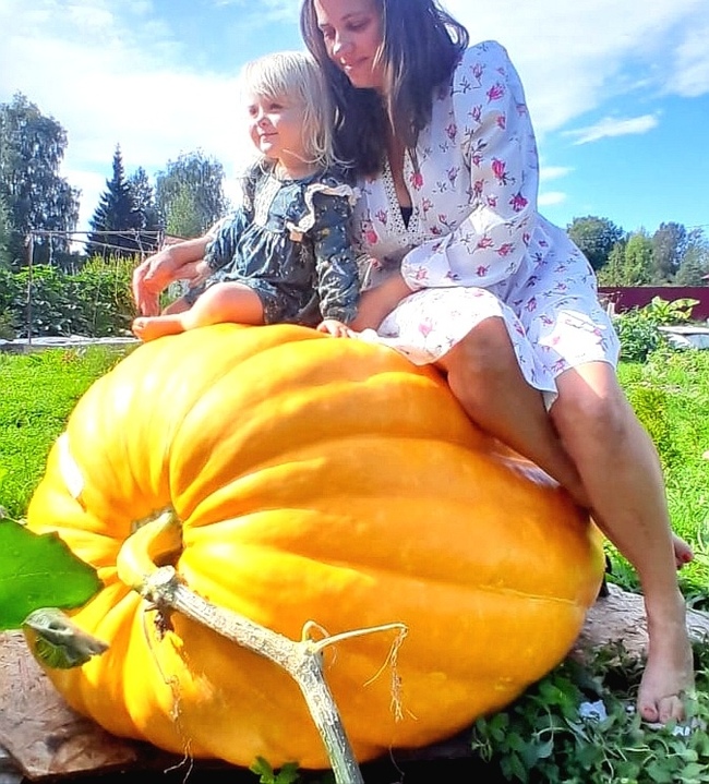 Giant Pumpkin Mole weighing 286kg - My, Pumpkin, Giant pumpkin, Giants, Gigantomania, Longpost