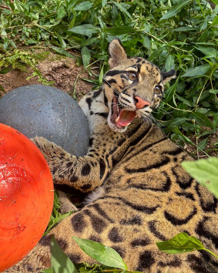 Let's play! - Wild animals, Predatory animals, Cat family, Zoo, The photo, Clouded leopard, Big cats, Longpost