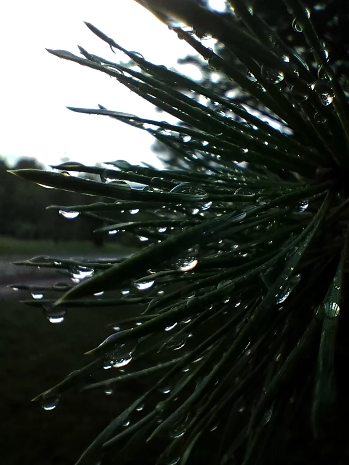 After the rain - My, The photo, Captured on camera, Christmas trees, Rain, From the phone, Nature, Forest, After the rain, Drops