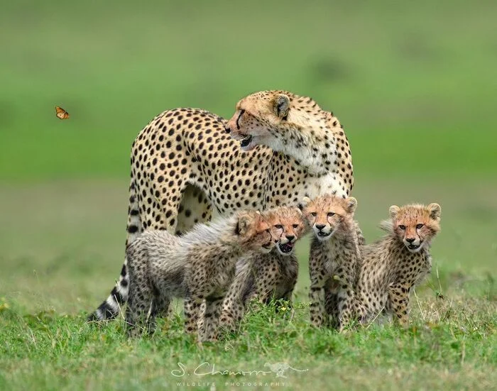 A butterfly can't feed four mouths - Young, Cheetah, Small cats, Cat family, Predatory animals, Butterfly, Insects, Wild animals, wildlife, Reserves and sanctuaries, Masai Mara, Africa, The photo