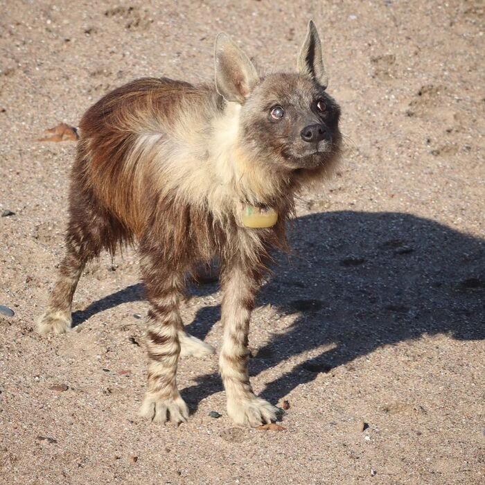 Piteous look - Brown hyena, Hyena, Predatory animals, Wild animals, wildlife, Namib Desert, South Africa, The photo, Injury