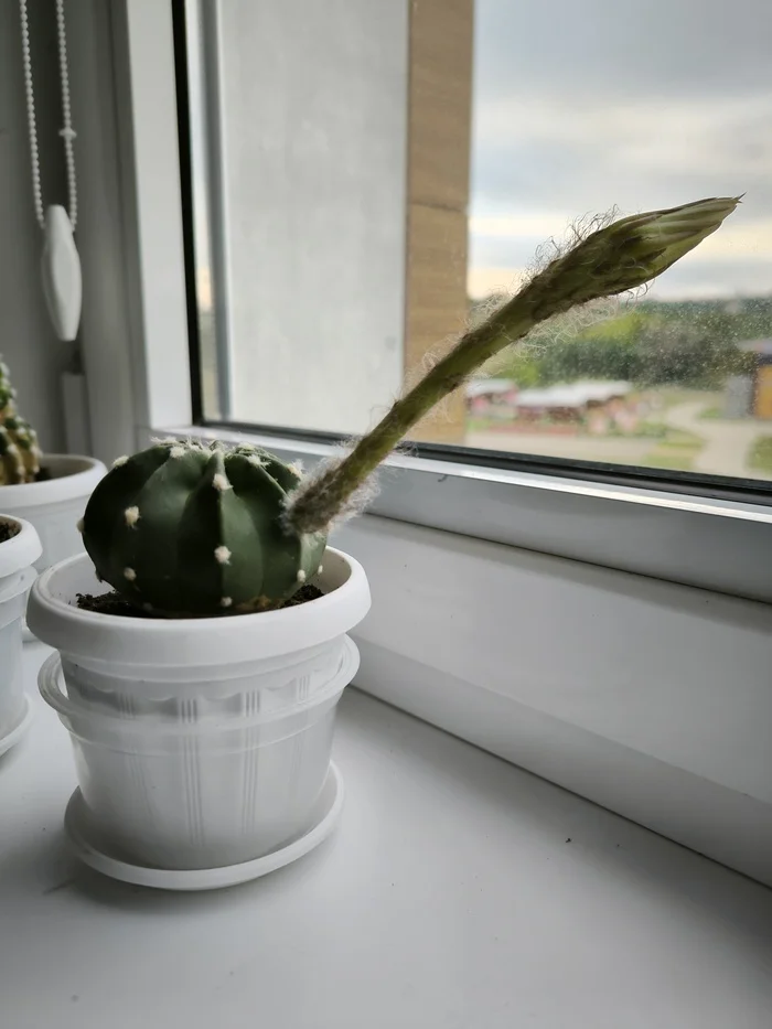 On the general wave)) - My, It Was-It Was, Bloom, Cactus, Longpost, 49 and 5, The photo